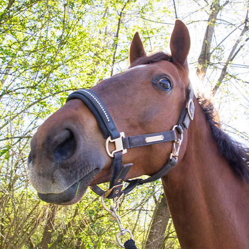 Paardencoaching